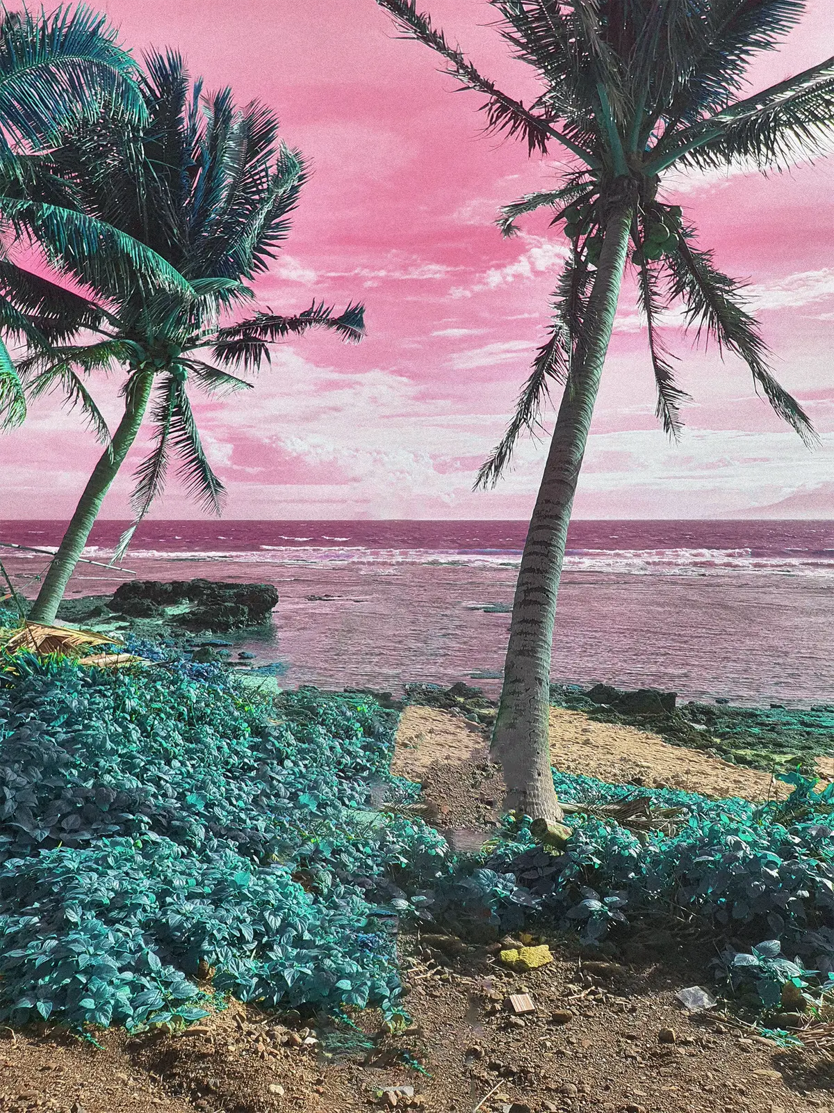 palm tree background